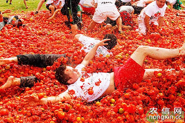 “血色”西班牙番茄节开始啦！番茄市场前景分析及高产种植技巧