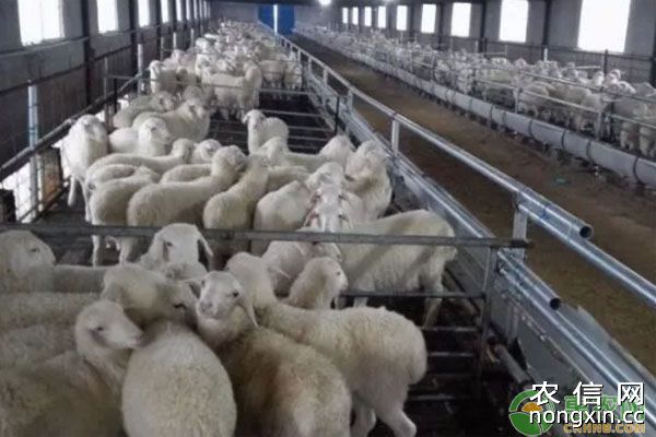 肉羊养殖