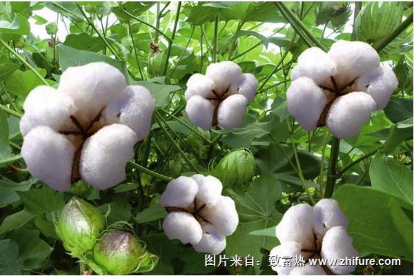 新疆棉花产地在哪里？