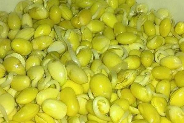 黄豆芽生产技术 冬天怎么发黄豆芽