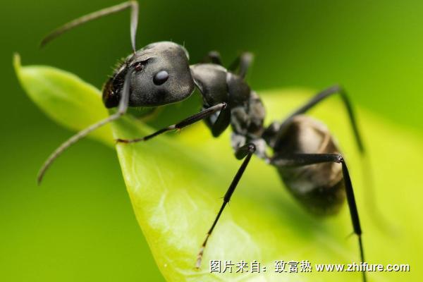 蚂蚁的触角有什么用？