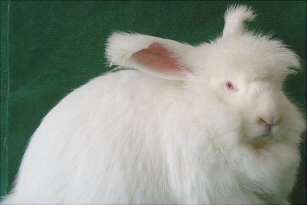 长毛兔兔毛价格多少？