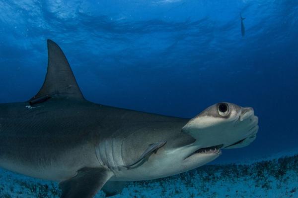 鲨鱼有多少颗牙齿 鲨鱼牙齿可以避邪吗