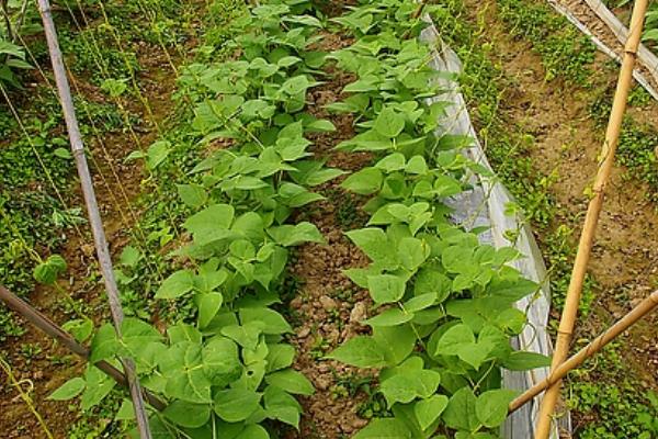 豆角种植栽培技术