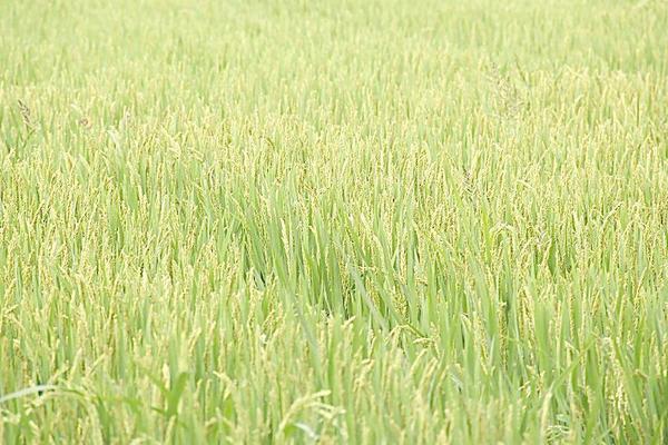 水稻什么时候播种 水稻除草需要什么药