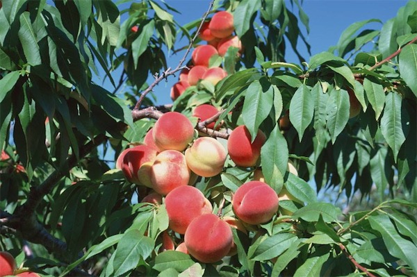 桃树病虫防治方法