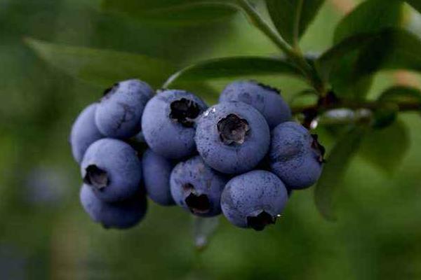 蓝莓施肥用什么肥料
