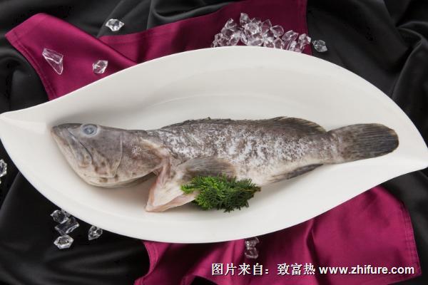 石斑鱼价格多少钱一斤？