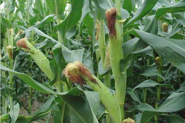 玉米施肥方法与量