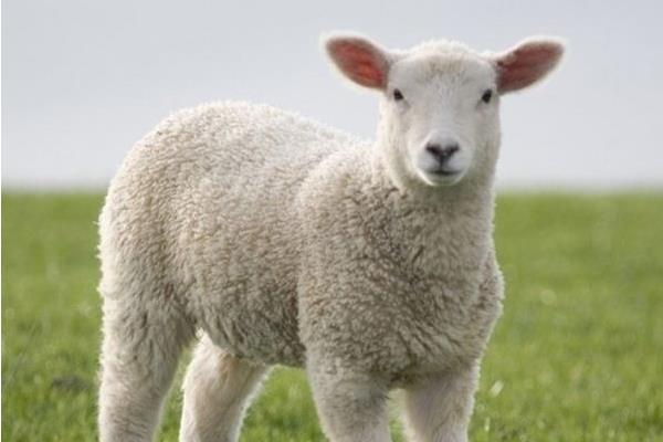母绵羊有没有角 羊一定有角吗