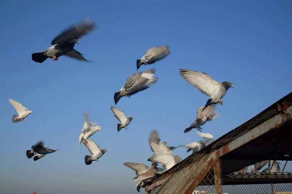 信鸽怎么知道往哪飞 信鸽的飞行速度有多快
