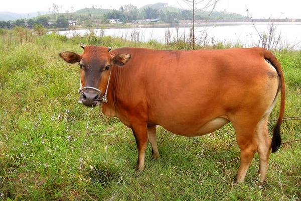 什么黄牛品种最好 黄牛产地在哪里