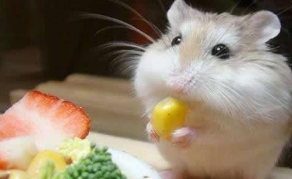 仓鼠可以吃生菜吗