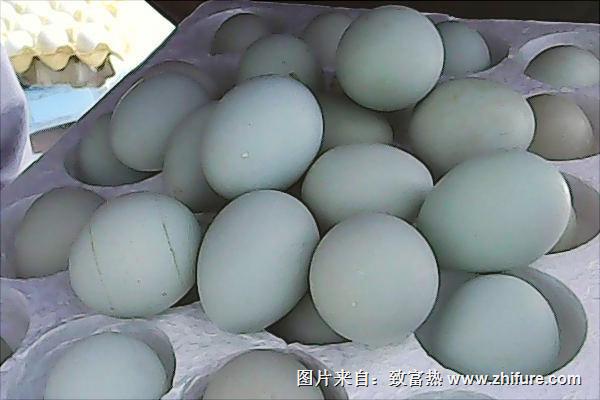 绿壳蛋鸡苗价格多少钱一只