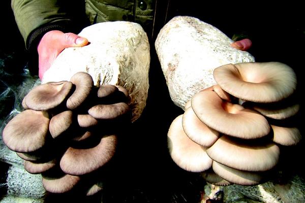大棚平菇种植技术