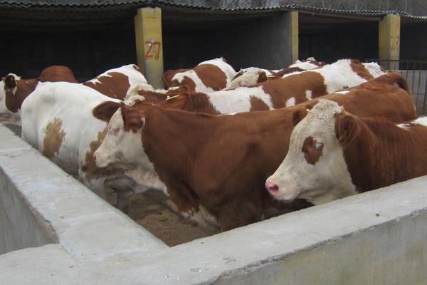 怎么判断牛是否生病了？主要从牛日常饮食及排泄情况判断