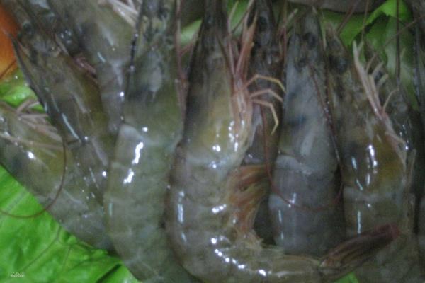 青虾苗种繁殖技术