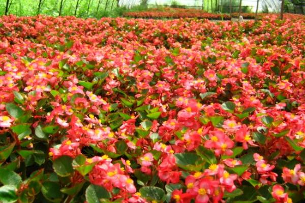 四季海棠种子市场价格多少钱一斤 四季海棠的养殖方法