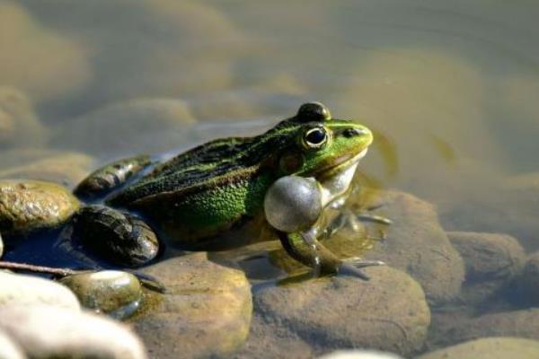 青蛙能吃吗，有寄生虫吗？
