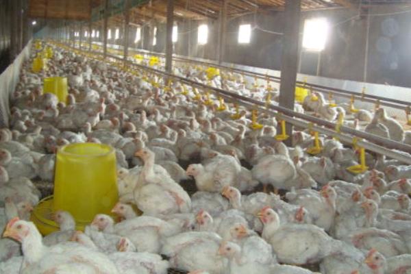 大棚养殖肉鸡技术 肉鸡养殖自动化设备有哪些
