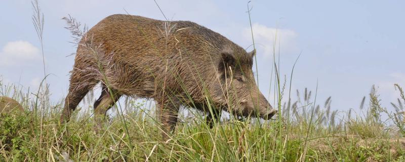野猪生活规律及捕猎方法