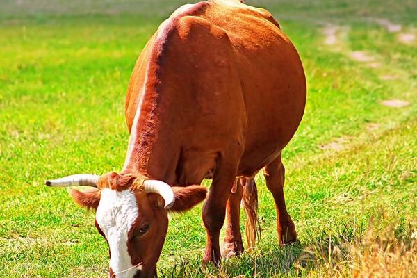 母牛怀孕手摸方法，怎么能看出来？几个月乳房会变大？