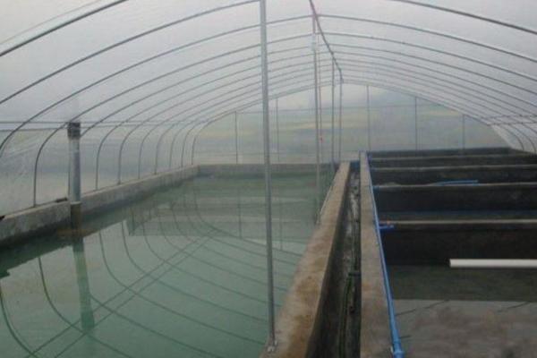 大棚养殖泥鳅技术 温室大棚怎么养泥鳅