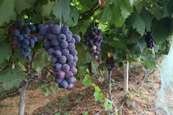 新品种葡萄苗什么品种好，近年好卖的葡萄品种有哪些