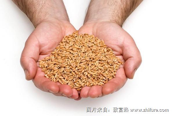 小麦种子价格多少钱一斤？