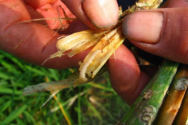 水稻钻心虫用什么药 水稻钻心虫防治方法