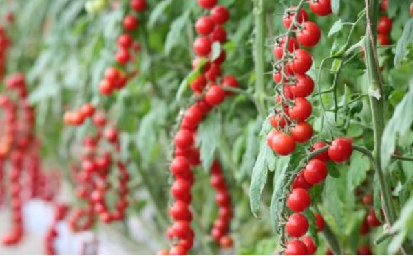 番茄树种子价格多少钱一斤 番茄树种子哪里有卖