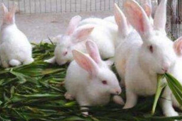 獭兔和肉兔的区别是什么 獭兔养殖前景怎样