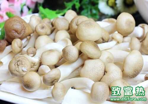 草菇的功效与作用及禁忌，草菇的营养价值、经济价值