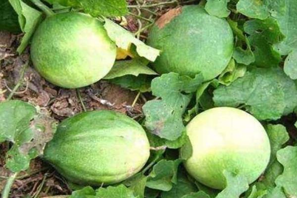 瓜蒌种植技术及亩收益，附成本计算