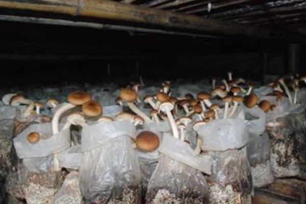 茶树菇种植技术 茶树菇怎样种