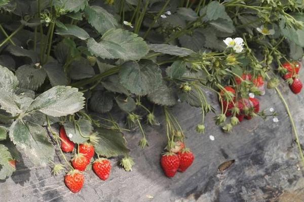 尿素对草莓的作用