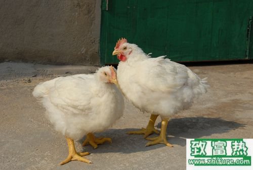 2017养白羽肉鸡赚钱吗？2017白羽肉鸡养殖前景及市场价格行情分析