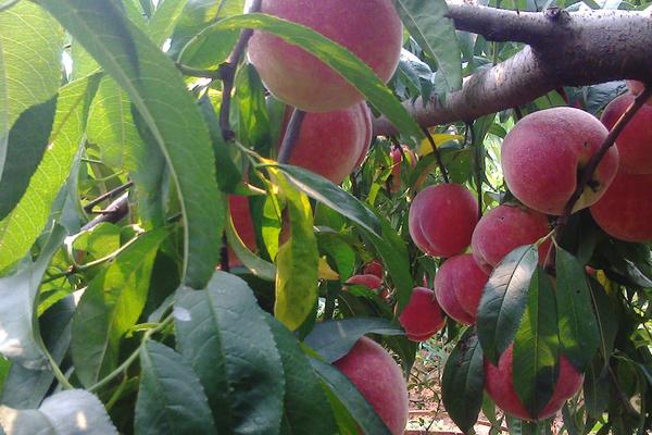 2018种桃树赚钱吗？桃树种植的利润与投资成本及前景预测