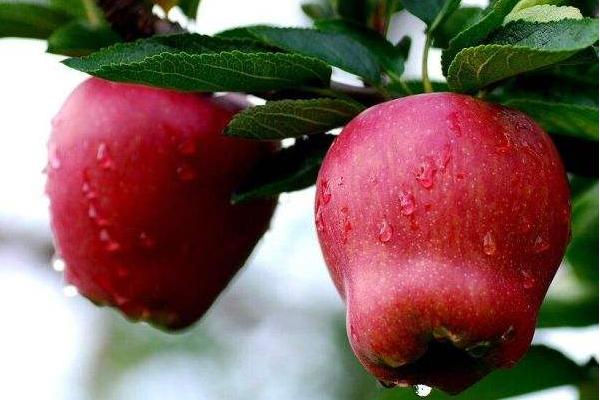 红元帅苹果市场价格多少钱一斤 红元帅苹果好吃吗