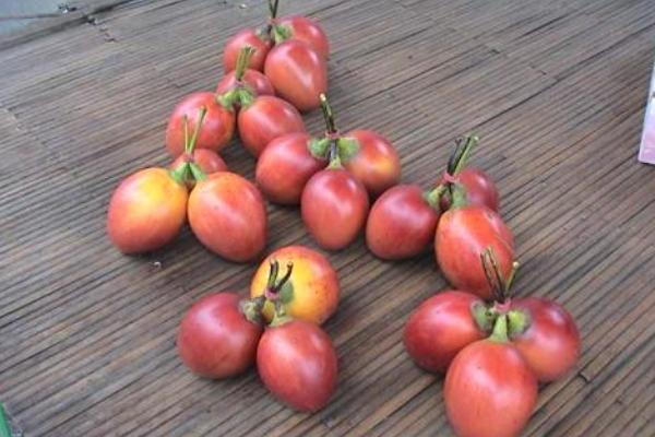 树番茄种子种植方法