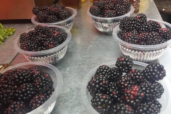 黑莓的功效与作用及禁忌 黑莓的营养价值