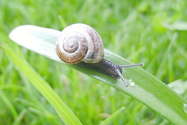 蜗牛怕水吗 蜗牛能在水里生活吗