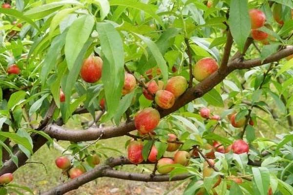 桃树科学种植技术