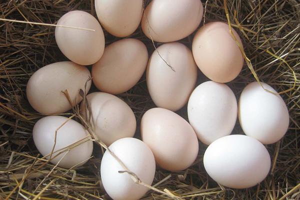 土鸡蛋多少钱一斤？