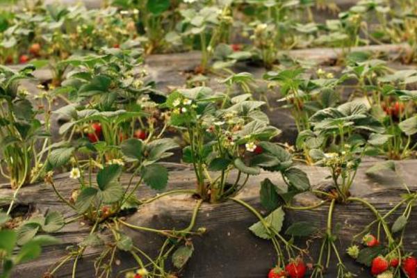 种植大棚草莓有风险吗，一亩投资多少钱