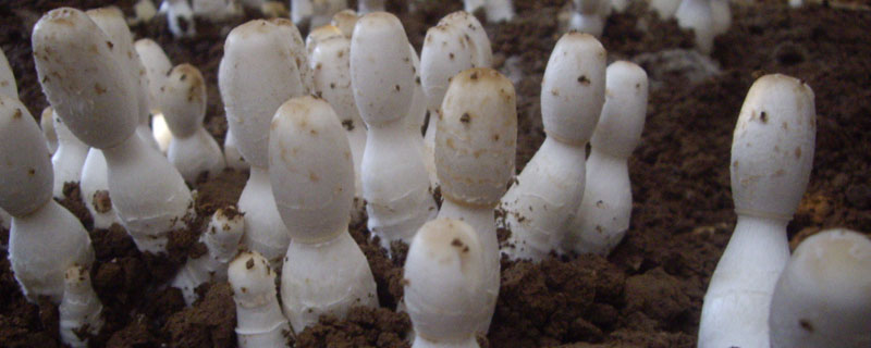 鸡腿菇种植培养料配方
