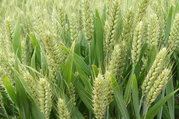 小麦种子价格多少钱一斤？