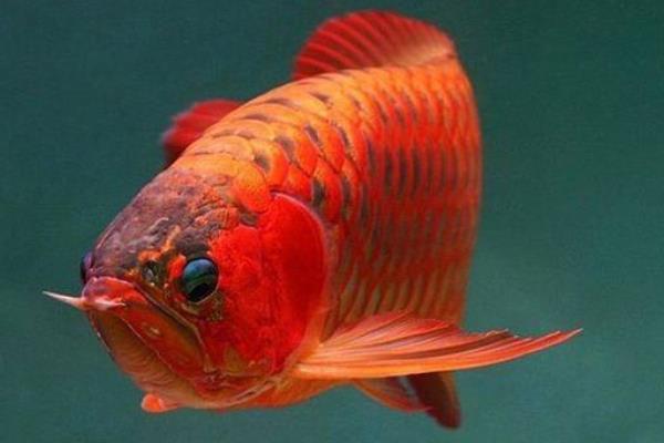红龙鱼怎么养 养红龙鱼注意事项