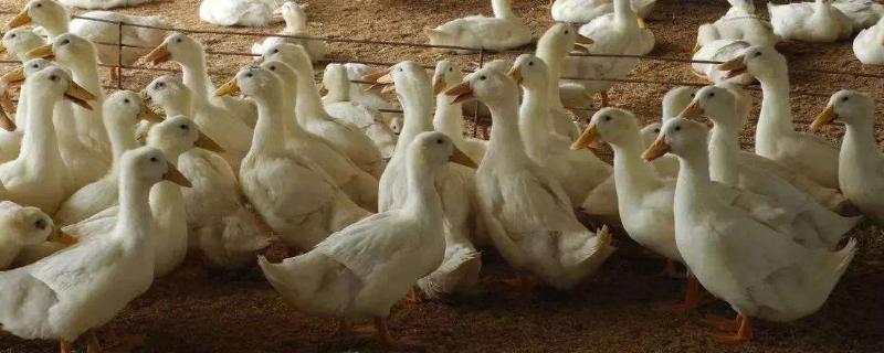 合同鸭养殖是骗局吗?有哪些建议?