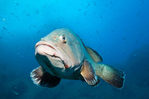 石斑鱼养殖条件有哪些？